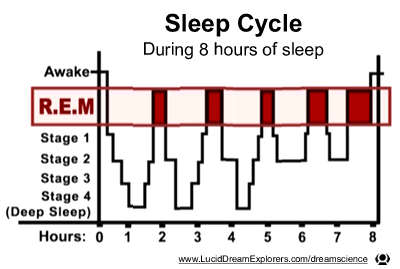 Sleep Cycle 8 hour graph of REM