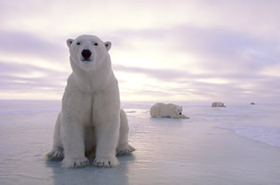 Polar Chill Out