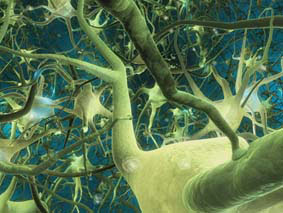 brain