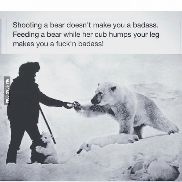 Bear 
