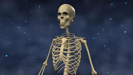 Skeleton